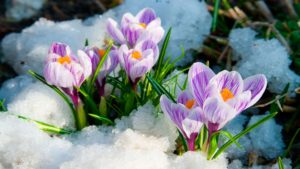 image of flowers in snow